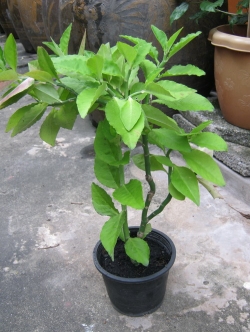 ต้นแสยกใบเขียว สูง 30 - 40 ซ.ม. / ต้น