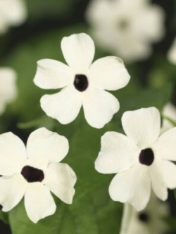 แววตา (Black Eyed Susan) ขาว / 50 เม็ด