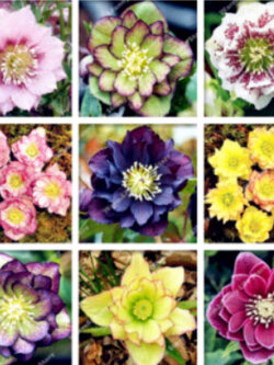เฮลเลบอร์ญี่ปุ่น (Japanese Hellebore) คละ / 50 เม็ด