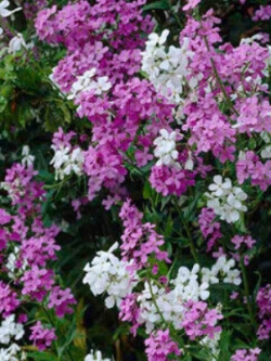 สวีท ร็อคเก็ท (Sweet Rocket) คละ / 60 เม็ด (UK)