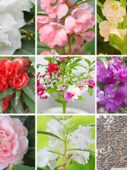 เทียนซ้อน เทียนกุหลาบ คละสี / 50 เม็ด (China)