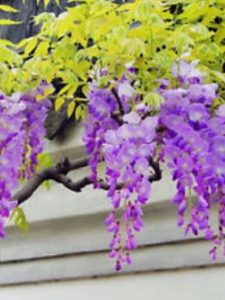 วิสทีเรีย (Wisteria) สีม่วง / 10 เม็ด (China)