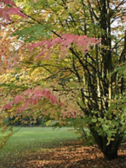 คัทซึระ ญี่ปุ่น (Japanese Katsura) / 100 เม็ด (UK)