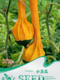ฟักทอง (Pumpkin) / ซอง 6 เม็ด (B103)