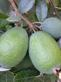 ต้นฝรั่งเฟยโจว ฝรั่งสับปะรด พันธุ์ Andre สูง 50-70 ซ.ม. ต้นไม้นำเข้า