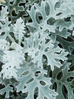 ละอองเงิน (Dusty Miller) / ซอง 30 เม็ด (F015)