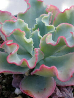 เอชชิวาเรีย (Frilled Echeveria) / 10 เม็ด (Australia)