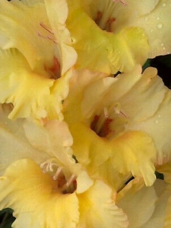 แกลดิโอลัส (Gladiolus) สีเหลือง ดอกใหญ่ / 100 เม็ด