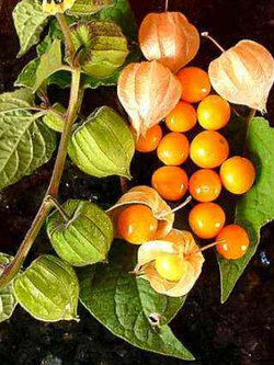 โทงเทงฝรั่ง หรือระฆังทอง (Cape gooseberry) / 100 เม็ด (P2S)