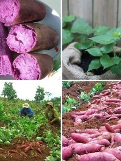 มันม่วงหวาน (Purple Sweet Potato) / 50 เม็ด (China)