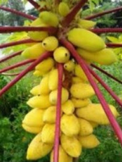 มะละกอ เหลืองกระบี่ / 10 เม็ด (P2S)