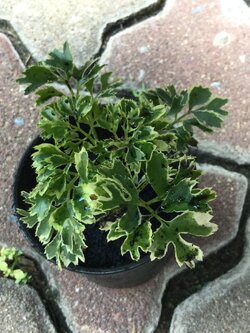 ต้นเล็บครุฑแคระ ใบด่าง กระถาง 4 นิ้ว