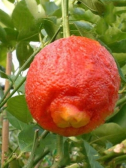 ส้มเลือด ส้มสีเลือด ส้มแดง (Blood orange) / 10 เม็ด (China)