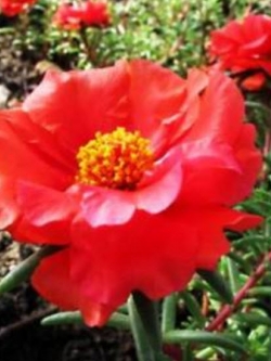 คุณนายตื่นสาย (Portulaca) สีแดง / ซอง 200 เม็ด (A041)