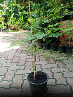 ต้นหางนกยูงไทย สีชมพู สูง 65-80 ซ.ม. กระถาง 8 นิ้ว / ต้น