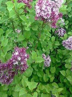 ต้นไลแลค ดอกสีม่วง กระถาง 10 นิ้ว สูง 90-120 ซ.ม. (China)