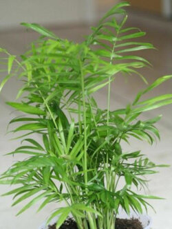 ปาล์มใบไผ่ (Parlour Palm) / 10 เม็ด (Portugal)