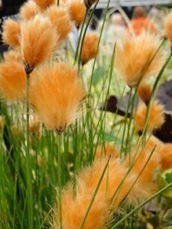 หญ้าภูเขา สีส้ม / 600 เม็ด