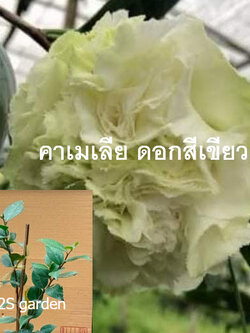 ต้น คามิเลีย คาเมเลีย Camellia ดอกสีเขียว สูง 50-60 ซ.ม./ ต้น