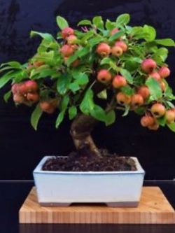 แอปเปิ้ล (Apple) บอนไซ / 50 เม็ด