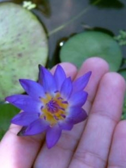 บัวจิ๋ว (Water lily) สีน้ำเงิน / 200 เม็ด