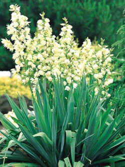 ยุคค่า หรือยัคคา (Yucca) สีขาว / 10 เม็ด+