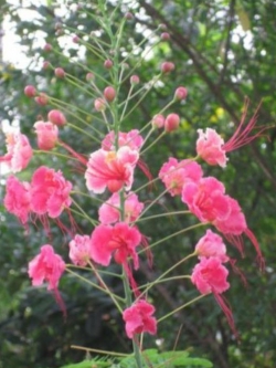 หางนกยูง ดอกสีชมพู / 5 เม็ด (Barbados)