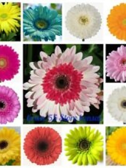 เยอบีร่า (Gerbera) คละ 40 สี / 100 เม็ด
