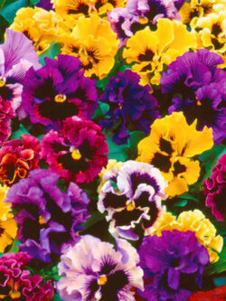 แพนซี (Pansy Swiss Can Can) คละ / 300 เม็ด (UK)