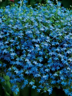 โลบีเลียเลื้อย สีฟ้า (Trailing Lobelia) / 3,000 เม็ด (Serbia)