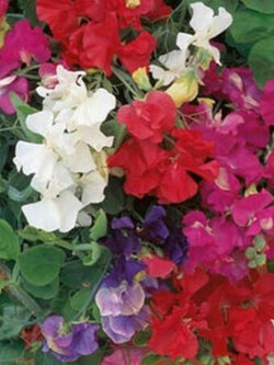 สวีทพี รอยัล (Sweet Pea Royal) คละ / 6 เม็ด (UK)