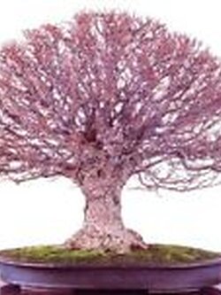 เซลโคว่าญี่ปุ่น (Zelkova Japan) / 25 เม็ด (France)