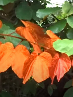 ต้นใบไม้สีทอง หรือย่านดาโอ๊ะ ไม้หายาก กระถาง 8 นิ้ว สูง 60-80 ซ.ม.