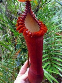 หม้อข้าวหม้อแกงลิง สีแดง / 100 เม็ด