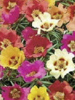 แพรเซี่ยงไฮ้ (Portulaca grandiflora) คละสี ดอกใหญ่ / ซอง (Ukraine)