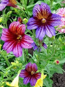 ซาลพิกลอสซิส (Salpiglossis sinuata /Painted Tongue) คละ / 2,000 เม็ด (นอก)