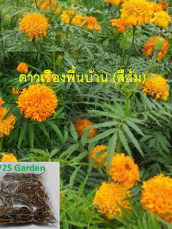 ดาวเรืองพันธุ์พื้นบ้าน ดอกสีส้ม กลีบดอกซ้อน ดอกดก / 100 เม็ด