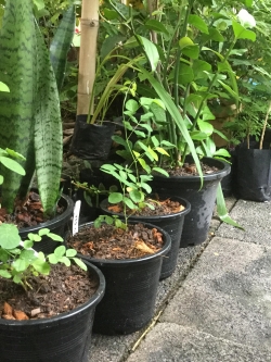 ต้นอัญชัน ดอกสีขาว ซ้อน กระถาง 4 นิ้ว (ต้นกล้า)