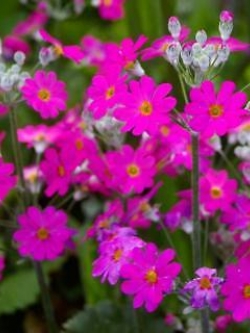 พริมูลา รอยัลตี้ พิ้งค์ (Primula Royalty Pink) / 50 เม็ด (Australia)