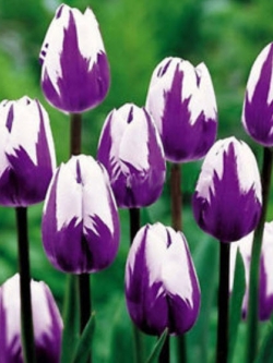 ทิวลิป ดอกสีม่วง-ขาว / แพ็ค 200 เม็ด
