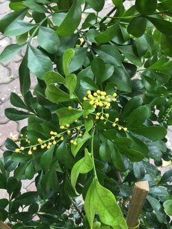 ต้นประยงค์ไต้หวัน สูง 60-70 ซ.ม.