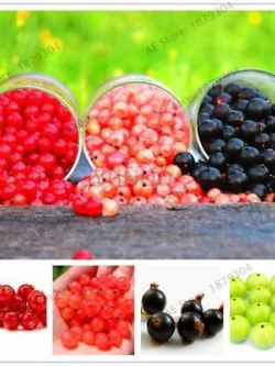 เคอแร้นท์ คละ (mixed currants) / 50 เม็ด