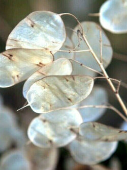 มันนี่ แพล้นท์ (Money Plant) / ซิลเวอร์ ดอลล่าร์ (Silver Dollar) / 50 เม็ด (USA)