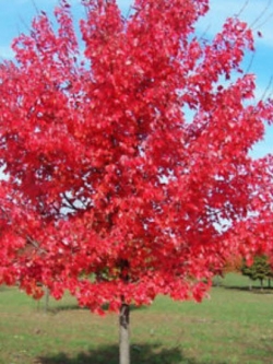 เมเปิ้ล (Maple) สีแดง / 30 เม็ด