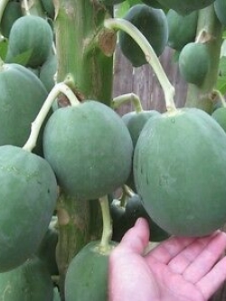 มะละกอ ฟลอริด้า โกลด์ (Florida Gold Papaya) / 10 เม็ด (USA)