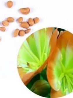 คลีเวีย (Clivia) สีเขียว-น้ำตาล / 5 เม็ด