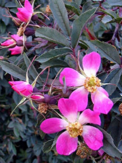 กุหลาบเรดลีฟ (Redleaf Rose) / 5 เม็ด (USA)