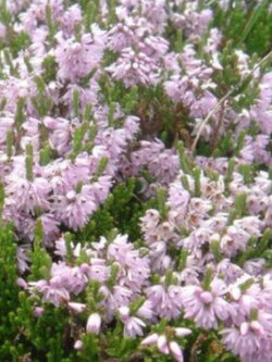 สนคัลลูน่า / เฮเธอร์ (Calluna vulgaris / Heather) สีม่วง / 400 เม็ด (Spain) *
