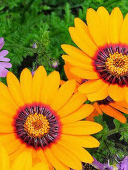 เดซี่ โซลาร์ ไฟร์ (Solar Fire Daisy) / 140 เม็ด (UK)