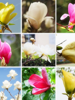 แม็กโนเลีย ยูหลาน (Magnolia Yulan) คละ / 25 เม็ด